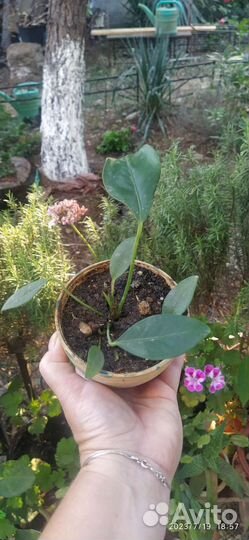 Антуриум лазающий