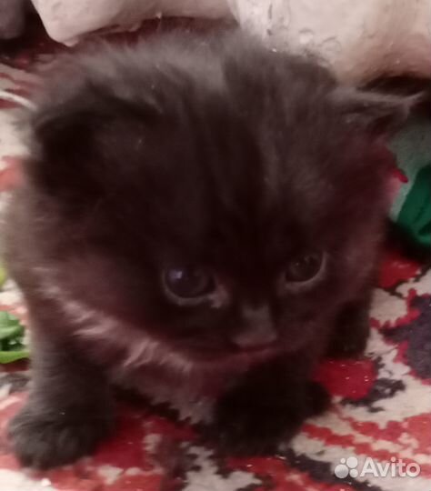 Британские котята