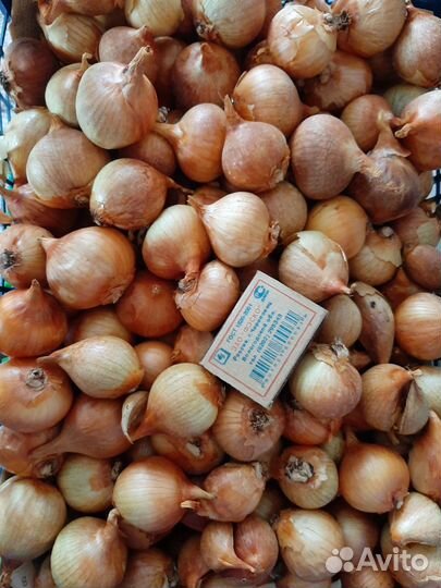 Лук семейный