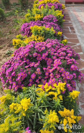 Многолетние растения для сада