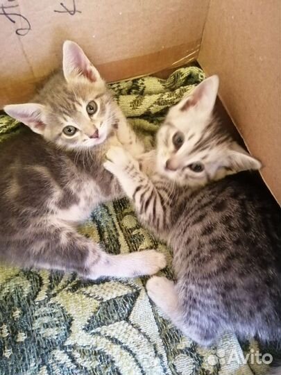 Отдам в добрые руки