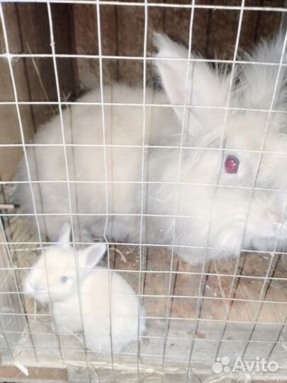Кролики ангорские