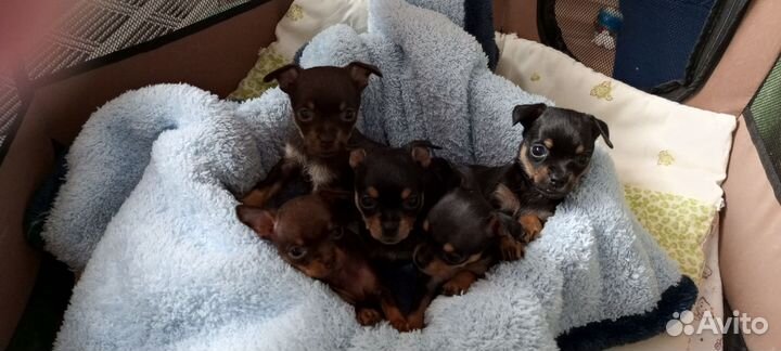 Той-терьер щенки