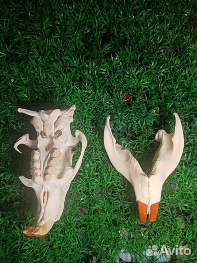 Череп нутрии