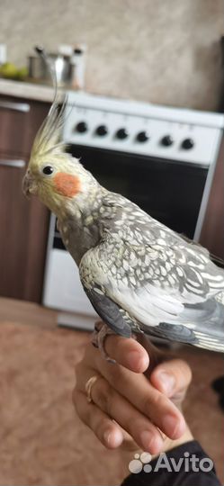 Корелла пара