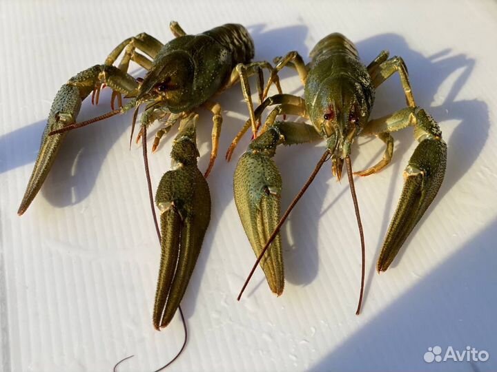 Раки Морепродукты