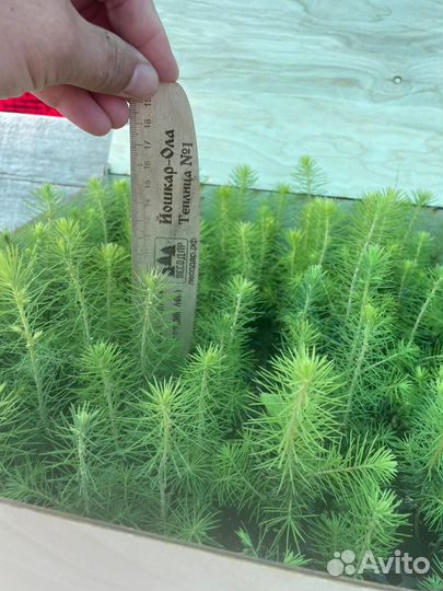 Саженцы сосны зкс в розницу