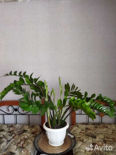 Замиокулькас