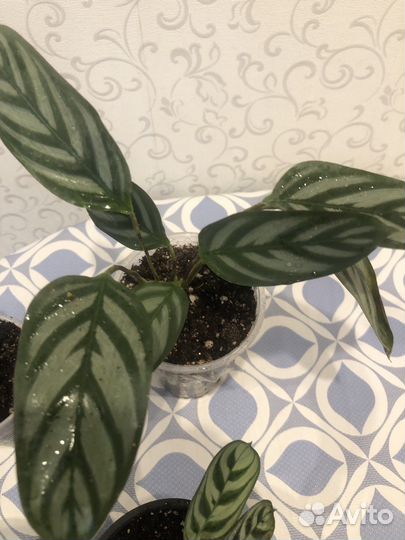 Калатея Нетворк, Макоя,Ктенанты