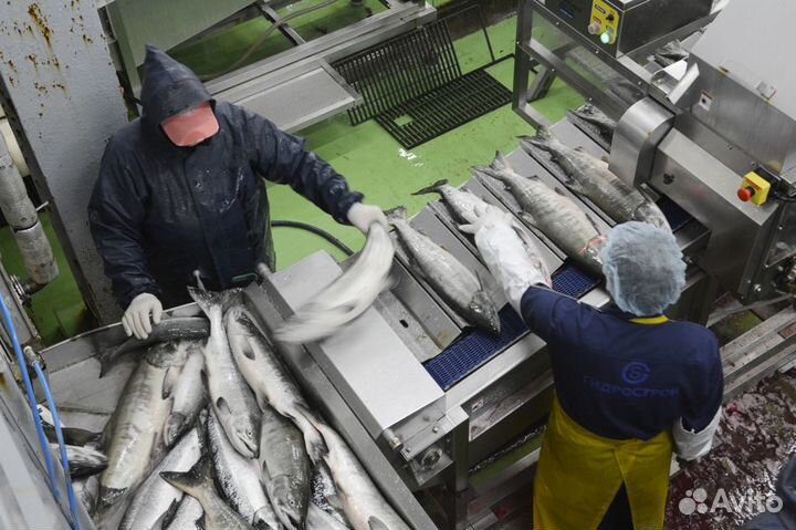 Рыбообработчик