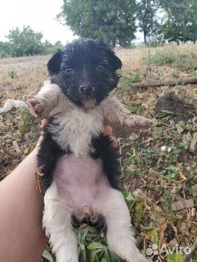 Щенки в беде