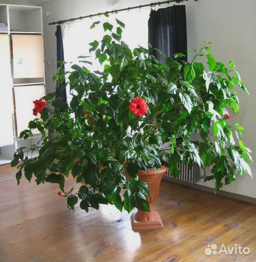 Гибискус, китайская роза