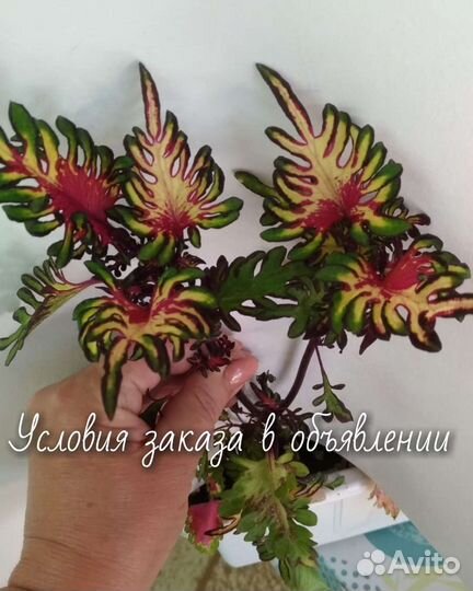 Колеусы сортовые