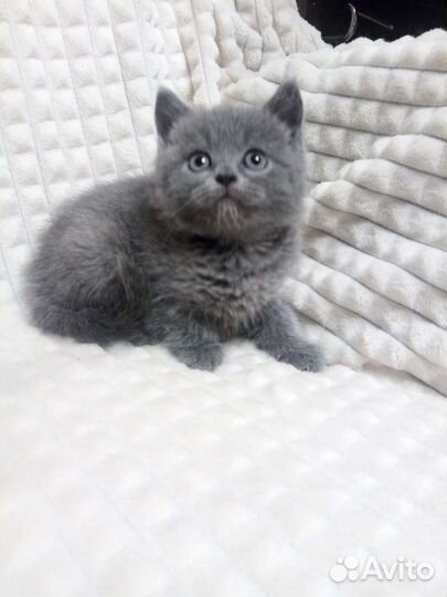 Британские котята