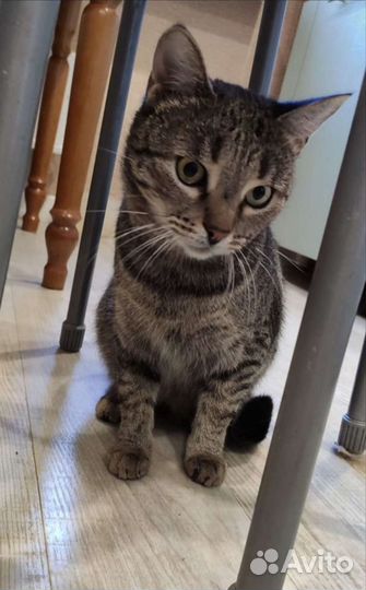 Стерилизованная молодая кошка в добрые руки