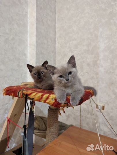 Котята метисы