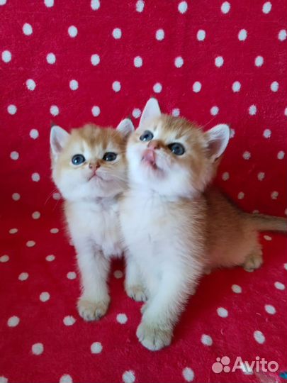 Британская золотая шиншилла