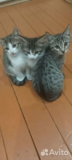 Котята