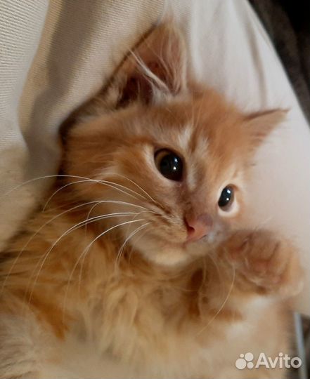 Котенок в дар бесплатно