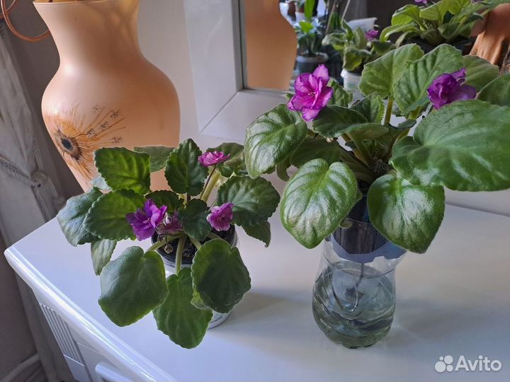 Цветущие фиалки