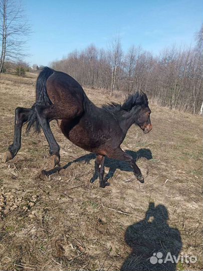 Лошадь жеребец