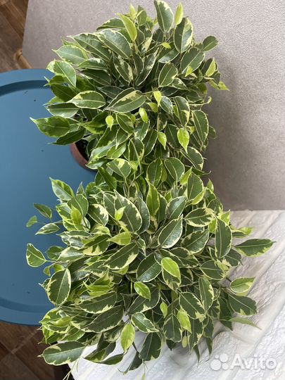 Фикус бенжамина кинки комнатные цветы