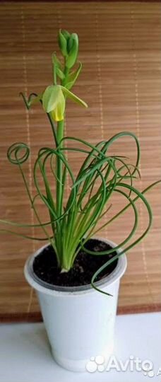 Альбука, дорстения, крестовник, Монадениум