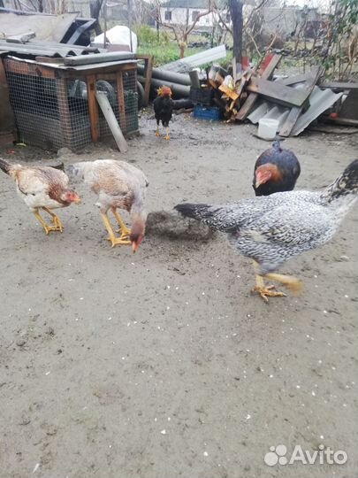 Бойцовые петух