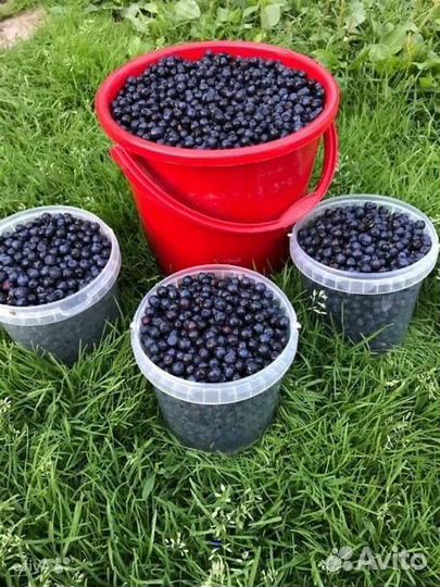 Черника свежая / ягоды
