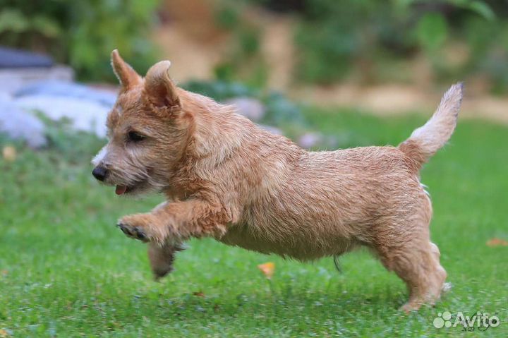 Норвич терьер