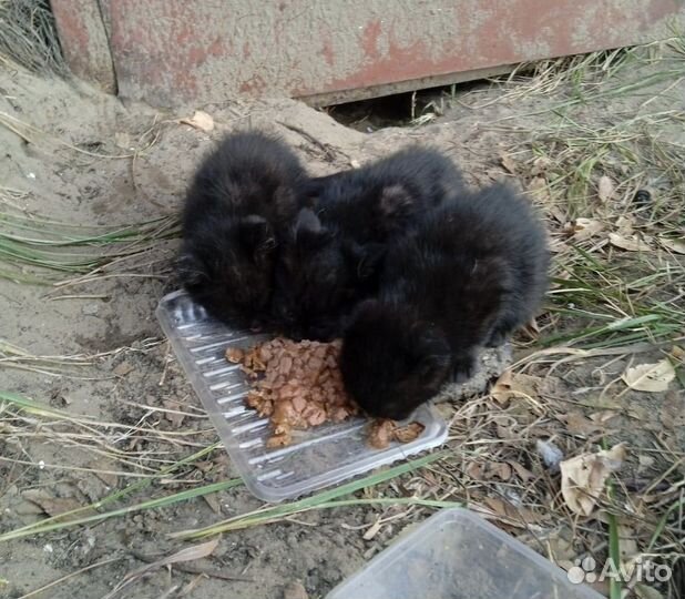 Котята в добрые руки