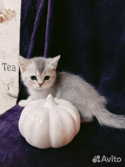 Шотладские котята