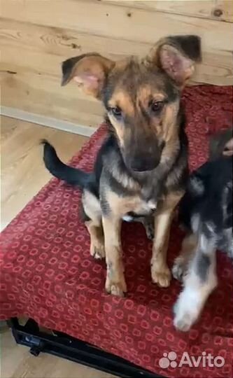 Собачка в добрые руки