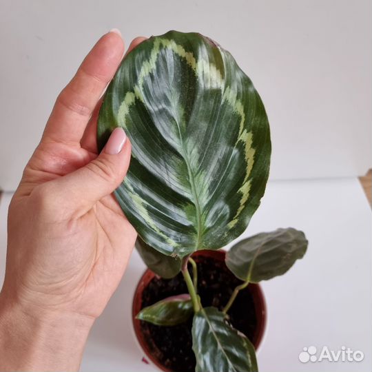 Калатея медальон цветок комнатное растение