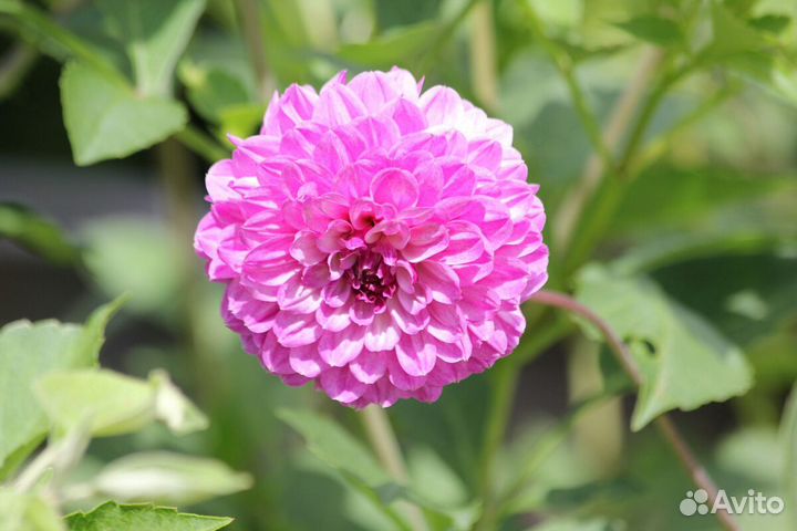 Георгины клубни