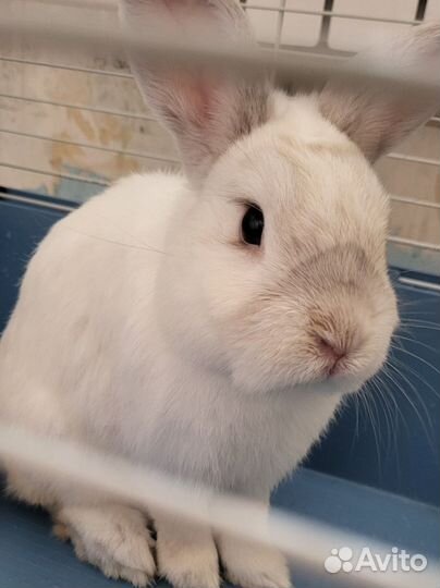 Декоративные кролики