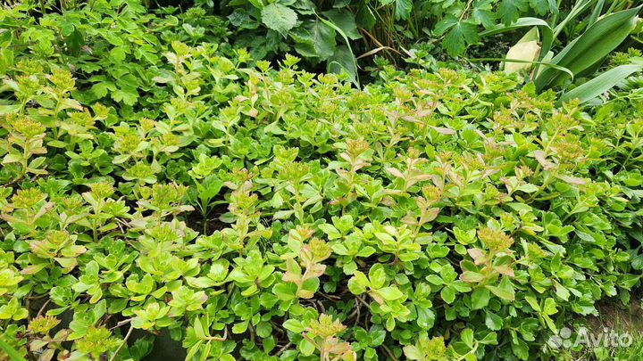 Очиток (два сорта)