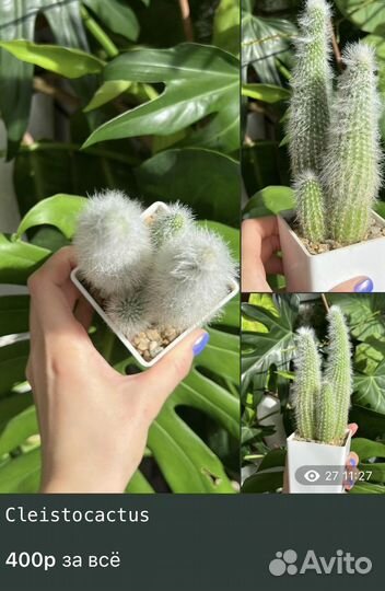 Редкие Кактусы Каланхоэ