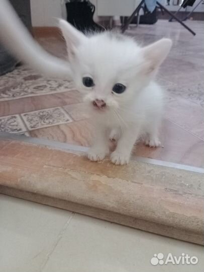 Котята в добрые руки даром бесплатно