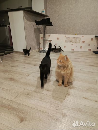 Котята в добрые руки