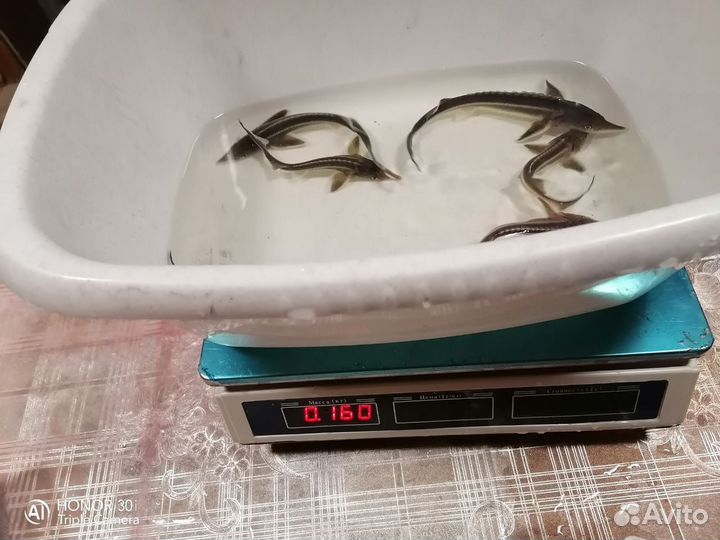 Рыбки для аквариума