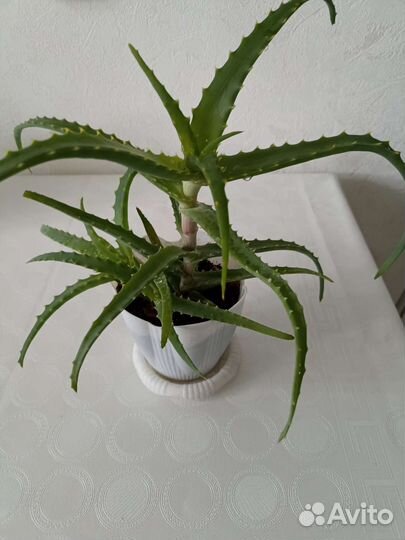 Алоэ (столетник)