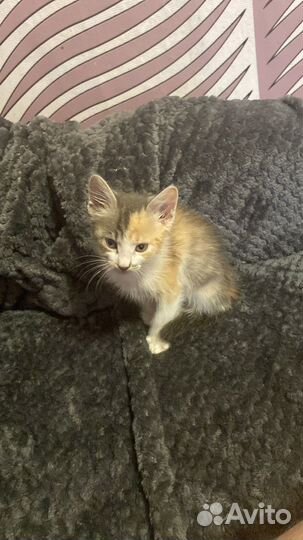 Отдам в хорошие руки котенка