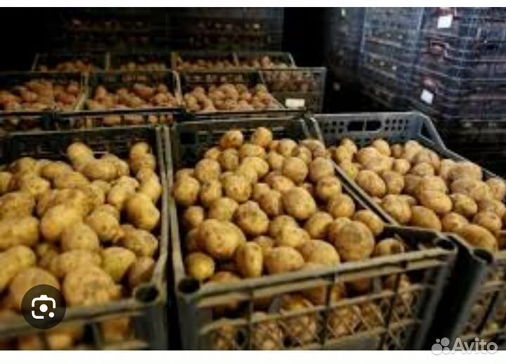 Картофель свежий