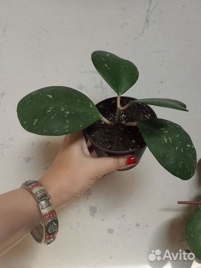 Хойя обовата obovata