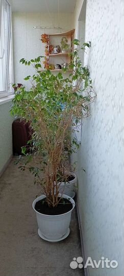 Фикус бенджамина пестролистный