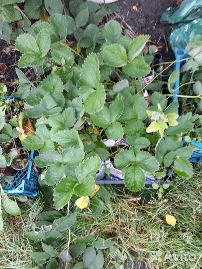 Рассада клубники