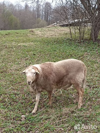 Ягнята баранчики