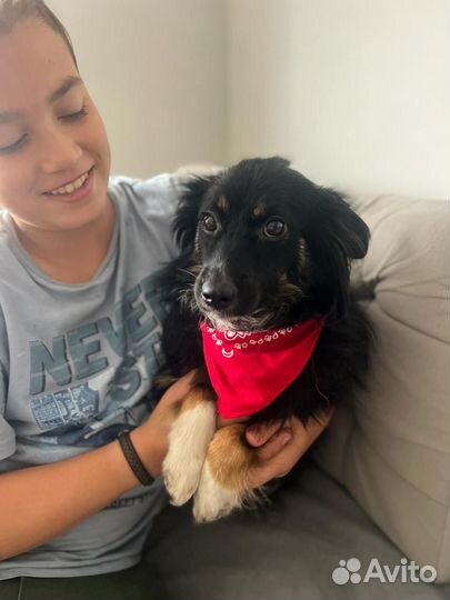 Красивая собака