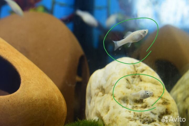 Рыбки молинезии Велифера, Латипина